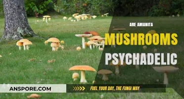 Psychedelic Amanita: A Trip to Wonderland?