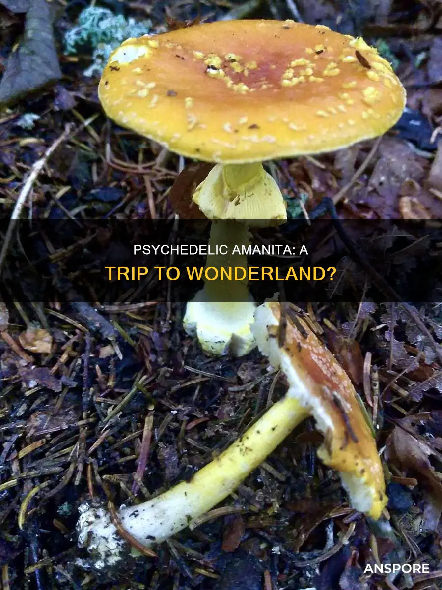 are amanita mushrooms psychadelic