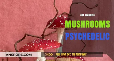 Psychedelic Amanita Mushrooms: A Trip to Wonderland?