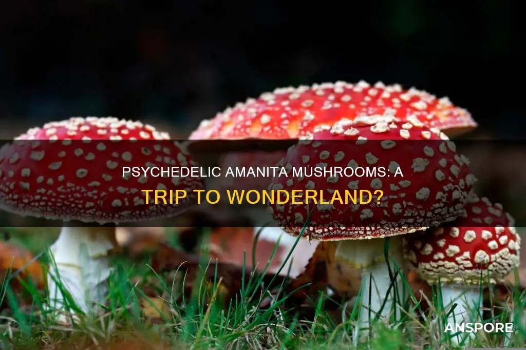 are amanita mushrooms psychedelic