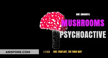 Amanita Mushrooms: Hallucinations or Hype?