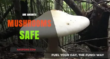 Amanita Mushrooms: Safe or Not?