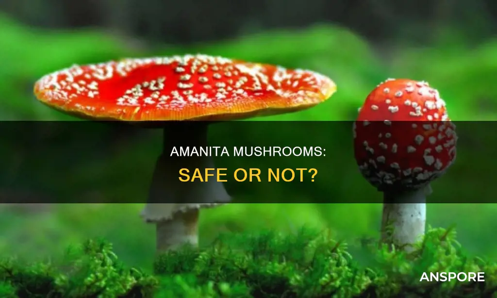 are amanita mushrooms safe