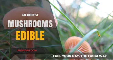 Are Amethyst Mushrooms Edible? A Guide to Safety and Identification