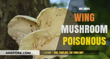 Are Angel Wing Mushrooms Poisonous? A Comprehensive Guide to Safety