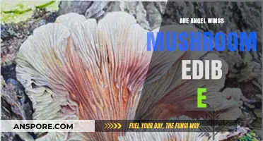 Are Angel Wings Mushrooms Edible? A Comprehensive Guide to Safety