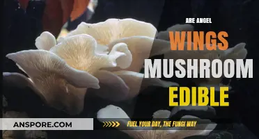 Are Angel Wings Mushrooms Edible? A Comprehensive Guide to Safety