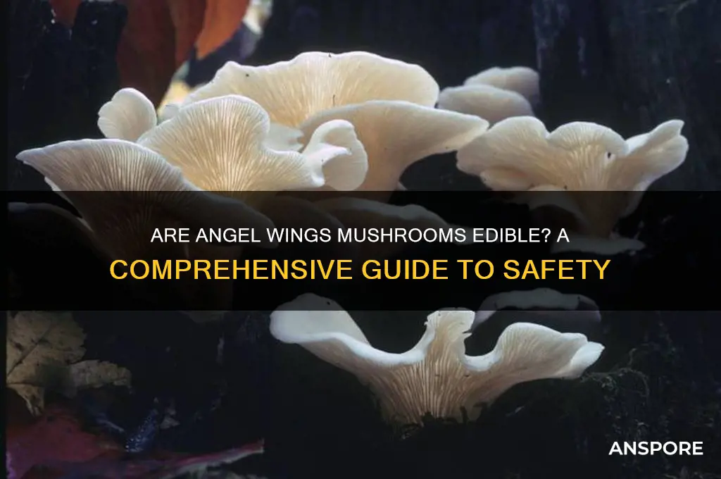 are angel wings mushrooms edible