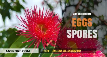 Are Angiosperm Eggs Spores? Unraveling Plant Reproduction Mysteries