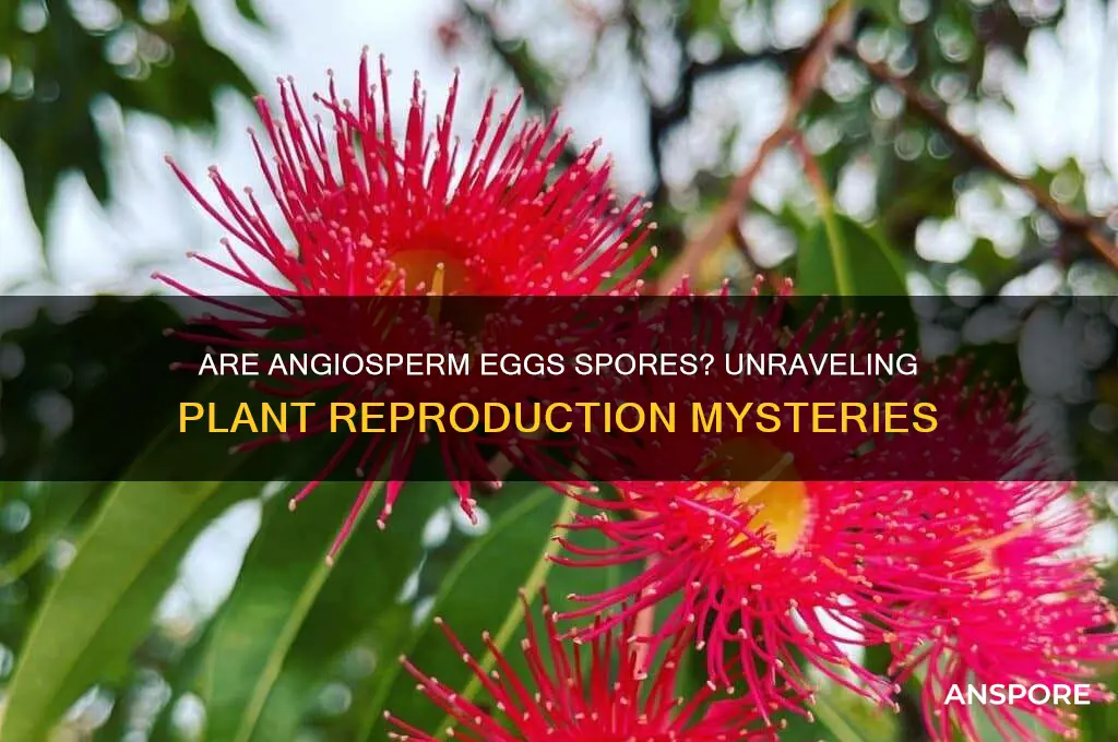 are angiosperm eggs spores