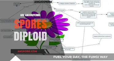 Are Angiosperm Spores Diploid? Unraveling the Genetic Mystery of Flowering Plants
