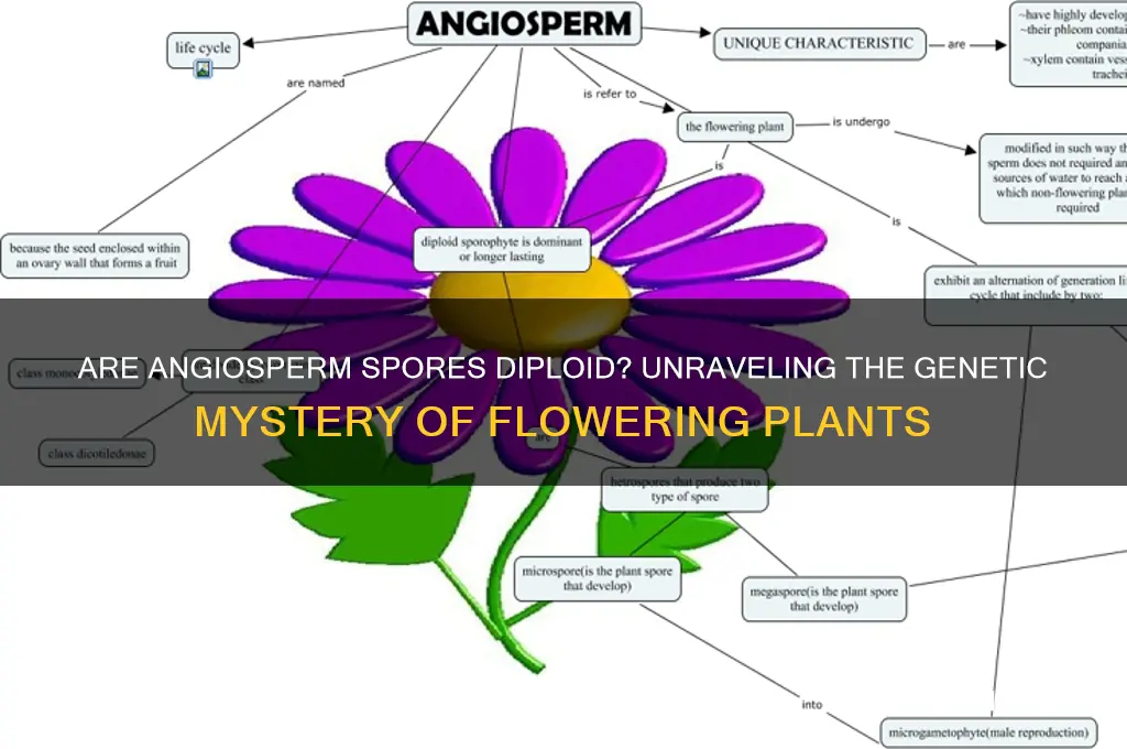 are angiosperms spores diploid