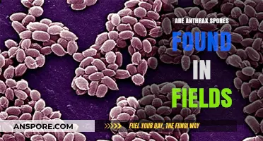 Are Anthrax Spores Lurking in Fields? Uncovering the Hidden Danger
