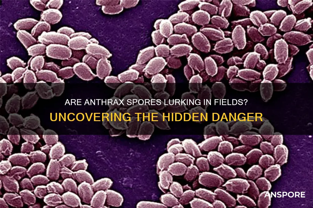 are anthrax spores found in fields