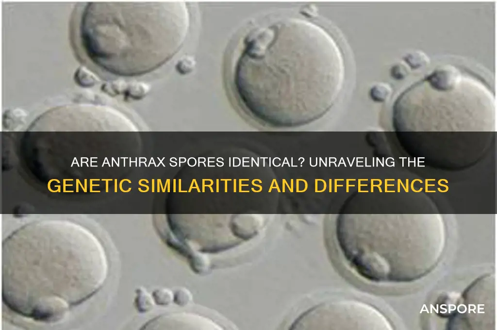are anthrax spores usually identical