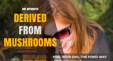 Mushroom Power: Nature's Antibiotics