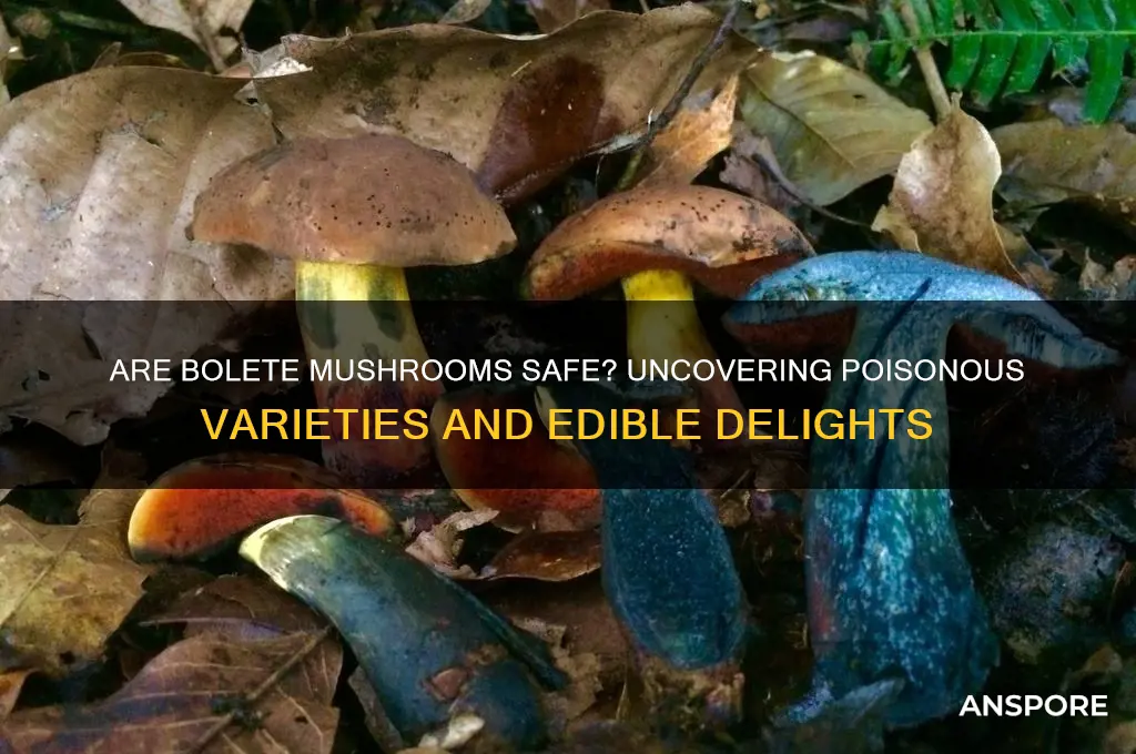 are any bolete mushrooms poisonous