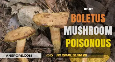 Are Boletus Mushrooms Safe? Identifying Poisonous Varieties and Risks