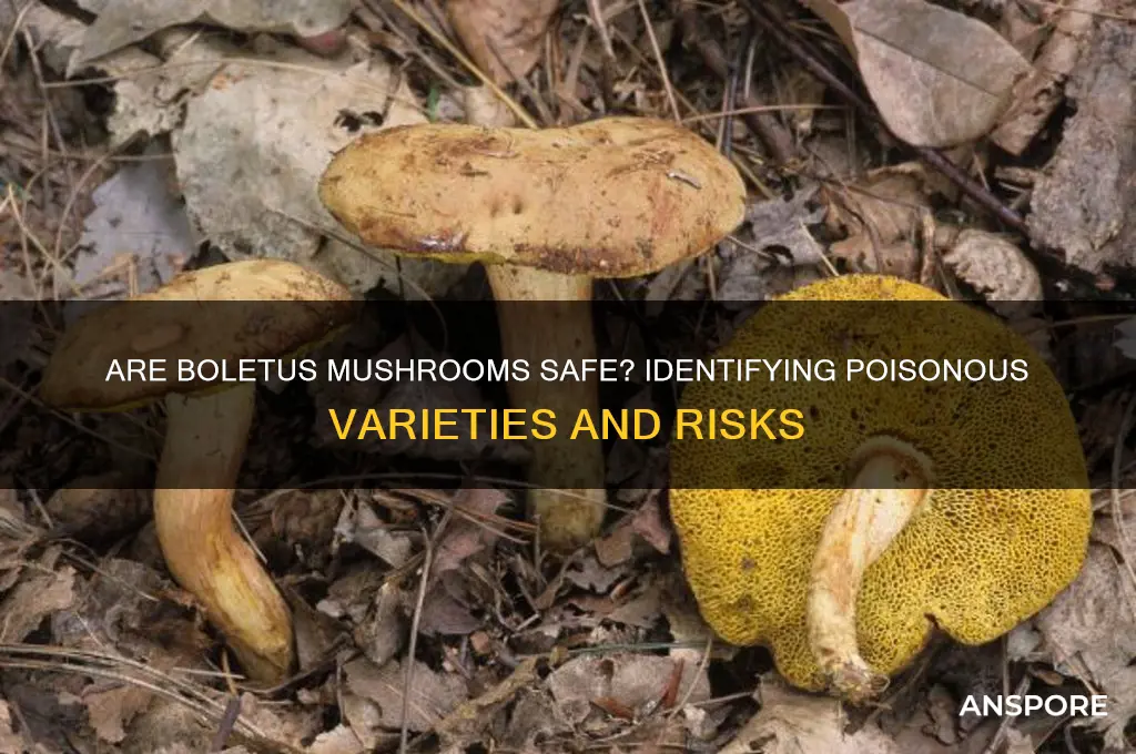 are any boletus mushrooms poisonous