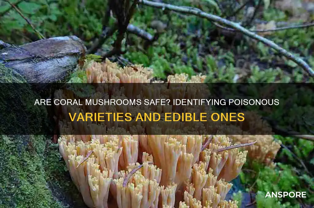 are any coral mushrooms poisonous