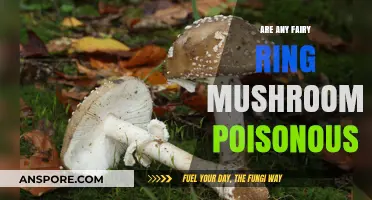 Are Fairy Ring Mushrooms Poisonous? Unveiling the Truth About These Fungi