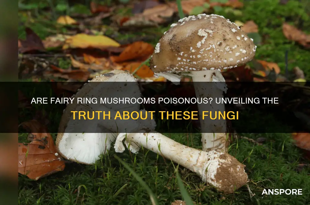 are any fairy ring mushrooms poisonous