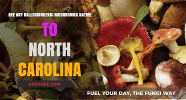 Exploring North Carolina's Native Hallucinogenic Mushrooms: Species and Safety