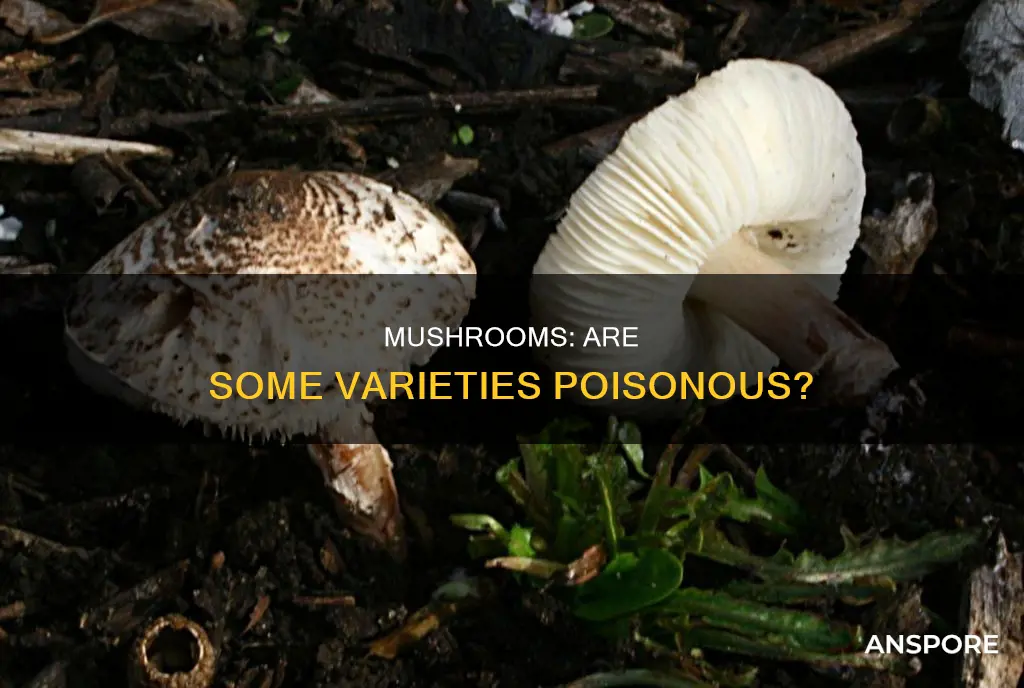 are any mushrooms dangerous