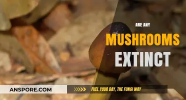 Mushrooms: Extinct or Thriving in Nature's Balance?