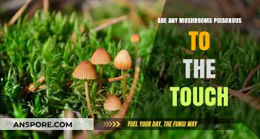Can Touching Mushrooms Be Harmful? Poisonous Varieties to Avoid