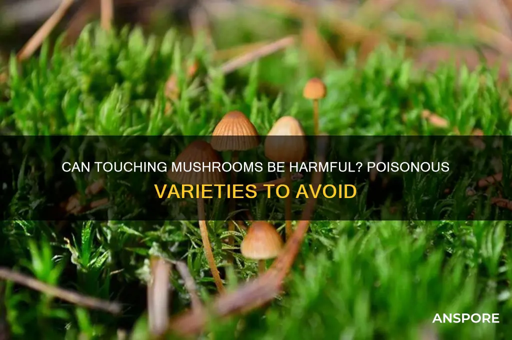 are any mushrooms poisonous to the touch
