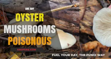 Are Oyster Mushrooms Safe? Identifying Poisonous Varieties and Look-Alikes