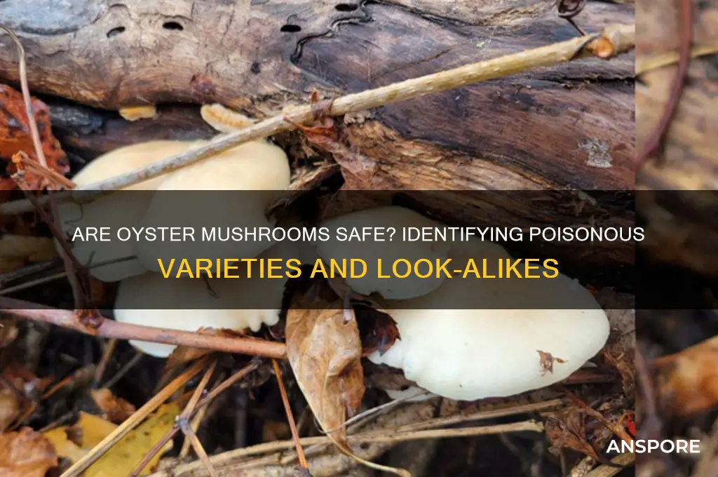are any oyster mushrooms poisonous