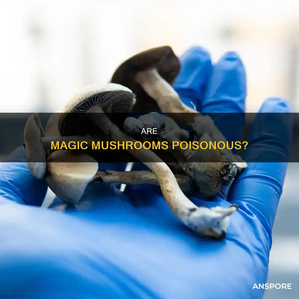 are any psilocybin mushrooms poisonus
