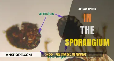 Exploring Sporangium: Are Spores Present Inside This Fungal Structure?