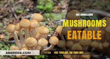 Edible Armillaria Mushrooms: What You Need to Know