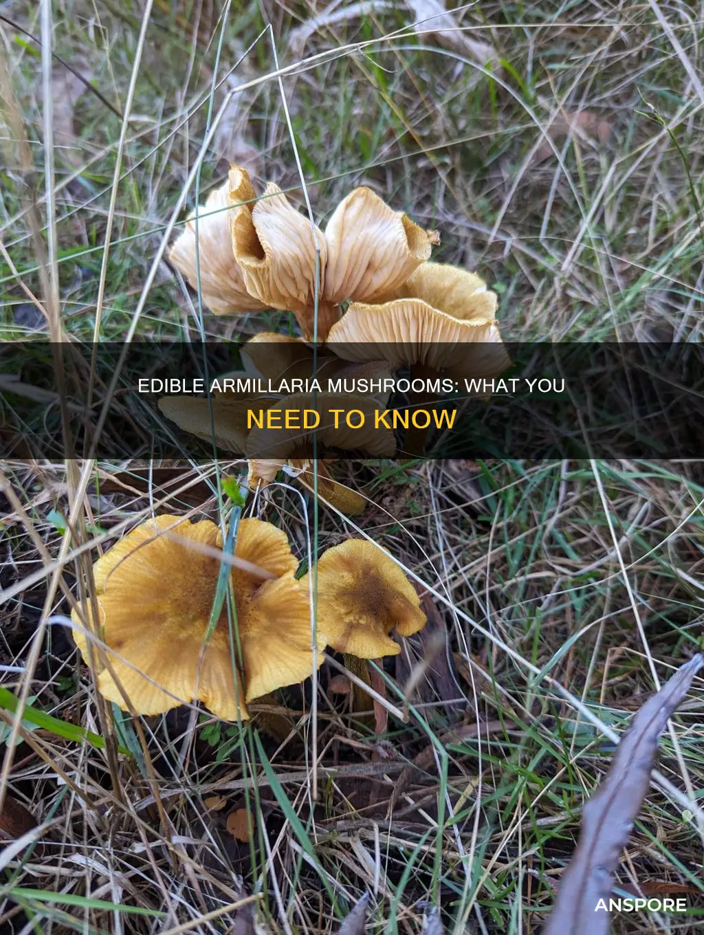 are armillaria mushrooms eatable