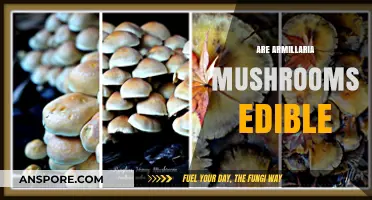Are Armillaria Mushrooms Edible? A Guide to Safety and Identification