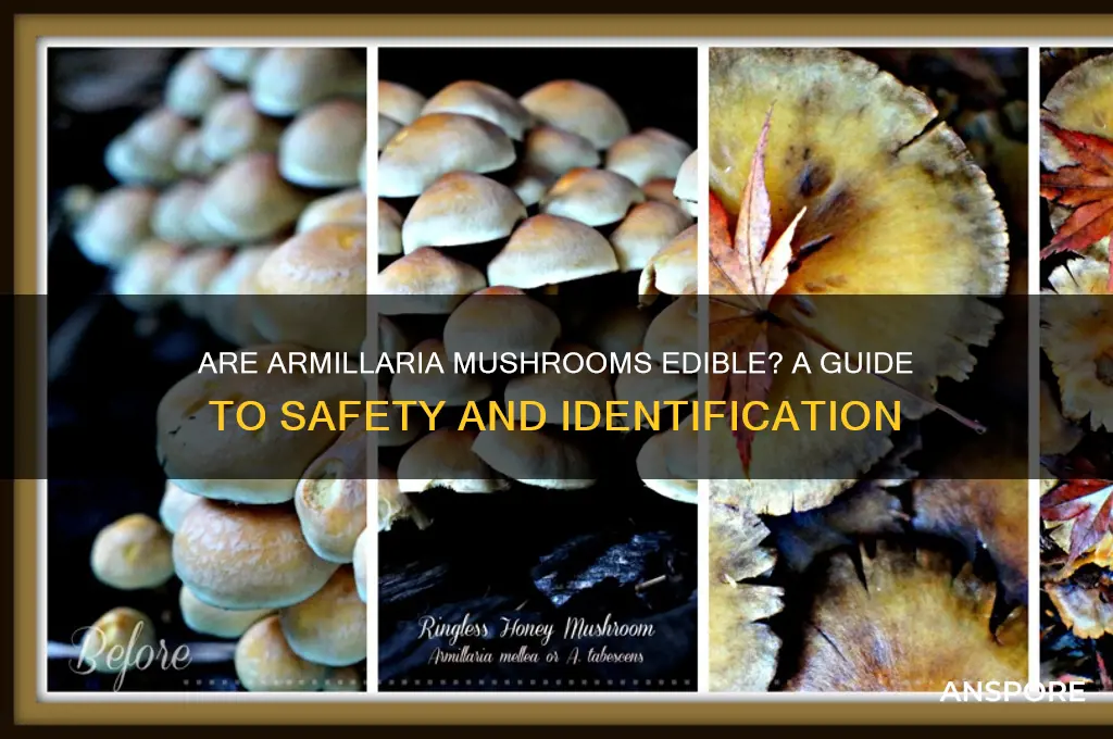 are armillaria mushrooms edible