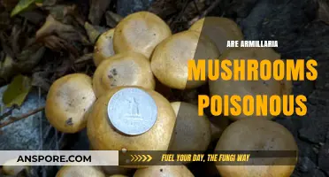 Are Armillaria Mushrooms Poisonous? Unveiling the Truth About Honey Fungi
