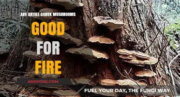 Are Artist Conk Mushrooms Effective for Fire? A Detailed Analysis