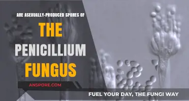 Exploring Asexual Spores: Penicillium Fungus Reproduction Unveiled