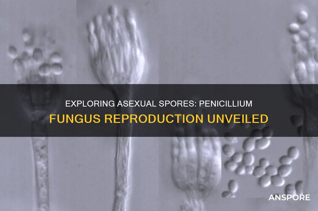 are asexually-produced spores of the penicillium fungus