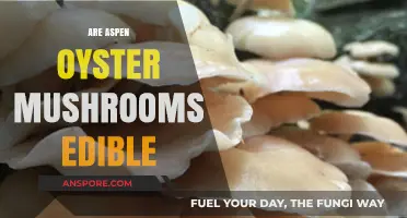Are Aspen Oyster Mushrooms Edible? A Comprehensive Guide to Identification and Consumption