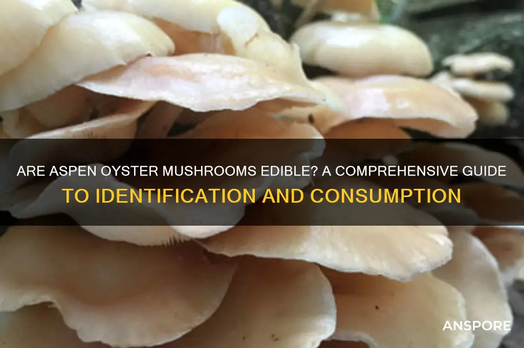 are aspen oyster mushrooms edible
