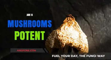 Magic Mushrooms: Potent Power or Placebo?