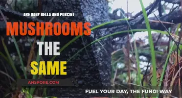 Baby Bella vs. Porcini: Unraveling the Mushroom Mix-Up