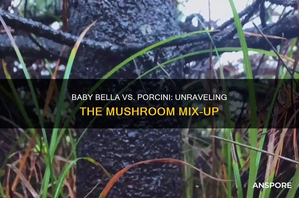 are baby bella and porcini mushrooms the same