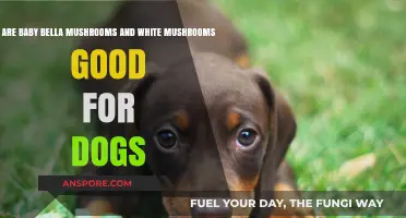 Can Dogs Eat Baby Bella and White Mushrooms? Safety Guide