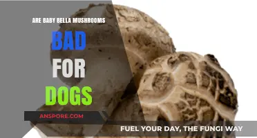 Are Baby Bella Mushrooms Safe for Dogs? What You Need to Know